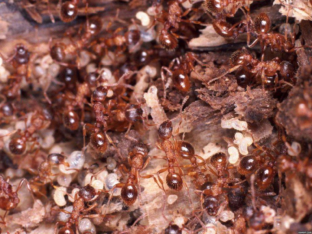 东莞专业杀蚂蚁，东莞灭红火蚁，东莞除黑蚂蚁